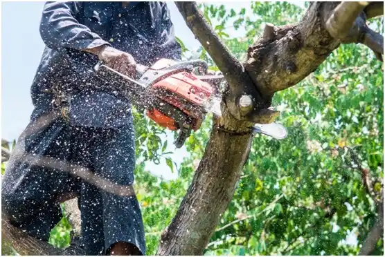 tree services Lake Wazeecha